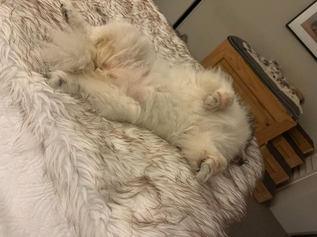 Pomeranian puppy being gently handled