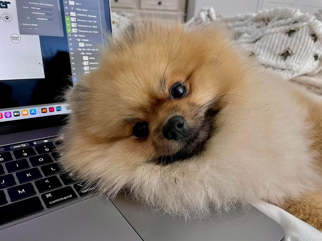 Fluffy Pomeranian pup being held with care
