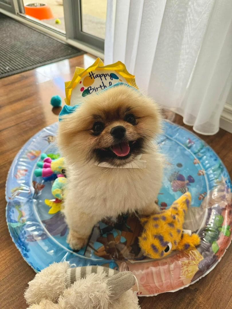 Tiny Pomeranian sleeping soundly in a warm home